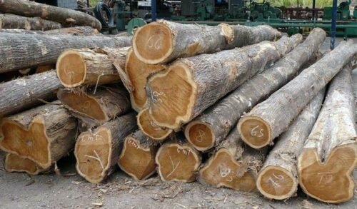 Kayu Jati