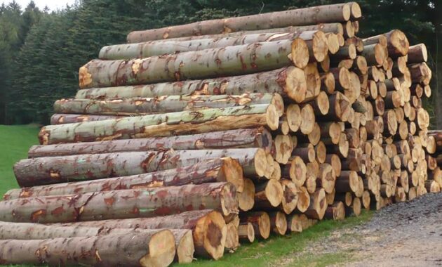 perawatan kayu jati