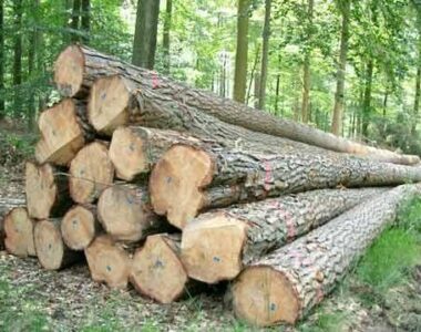 membedakan kayu jati asli dan kayu mahoni