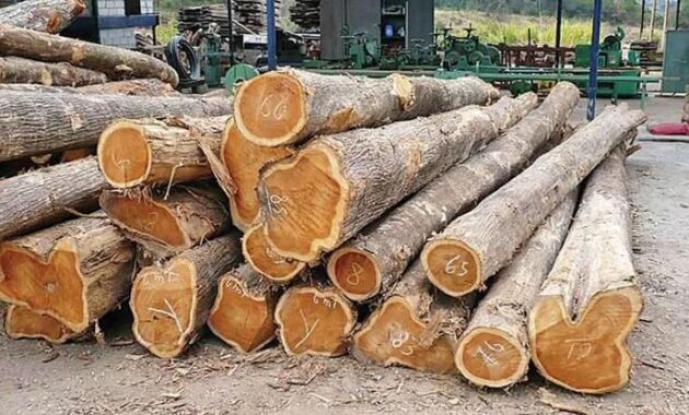 membedakan kayu jati asli dan kayu mahoni