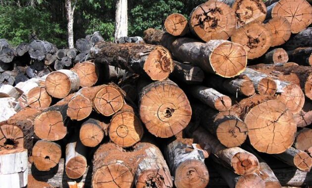 membedakan kayu jati asli dan kayu mahoni