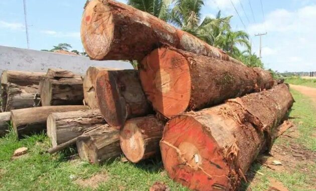 membedakan kayu jati asli dan kayu mahoni